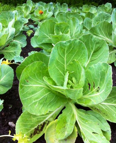 Fresh greens growing at the Hill North Community Garden